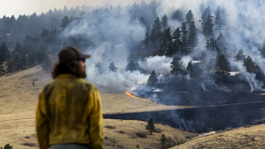 A plant that’s everywhere is fueling a growing risk of wildfire disaster