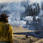 A plant that’s everywhere is fueling a growing risk of wildfire disaster